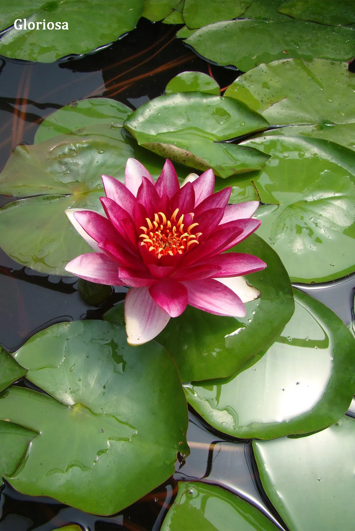 Red Hardy Water Lily